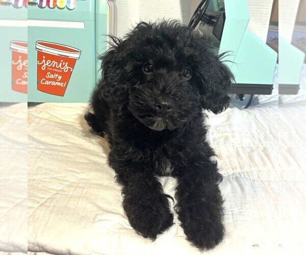 Medium Photo #2 Schnoodle (Miniature) Puppy For Sale in MORENO VALLEY, CA, USA