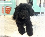 Small Photo #2 Schnoodle (Miniature) Puppy For Sale in MORENO VALLEY, CA, USA