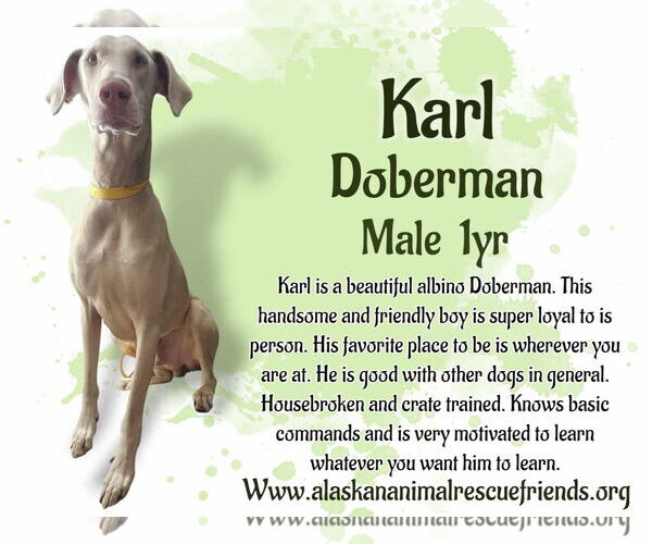 Medium Photo #1 Doberman Pinscher Puppy For Sale in Anchorage, AK, USA