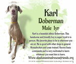 Small Doberman Pinscher