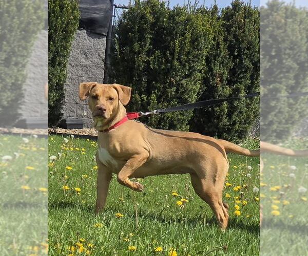 Medium Photo #2 Carolina Dog-Unknown Mix Puppy For Sale in Oskaloosa, IA, USA