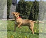 Small #1 Carolina Dog Mix
