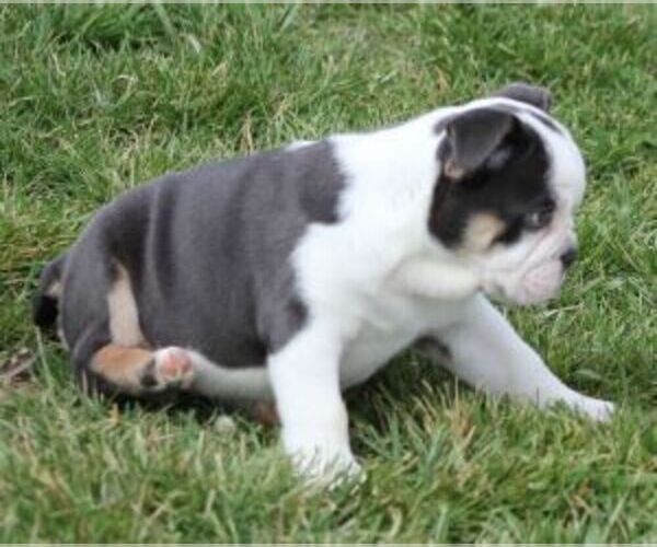 Medium Photo #4 Bulldog Puppy For Sale in MARSHFIELD, MO, USA