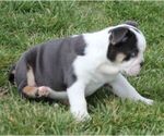Small #3 Bulldog