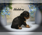 Small #8 Cavalier King Charles Spaniel