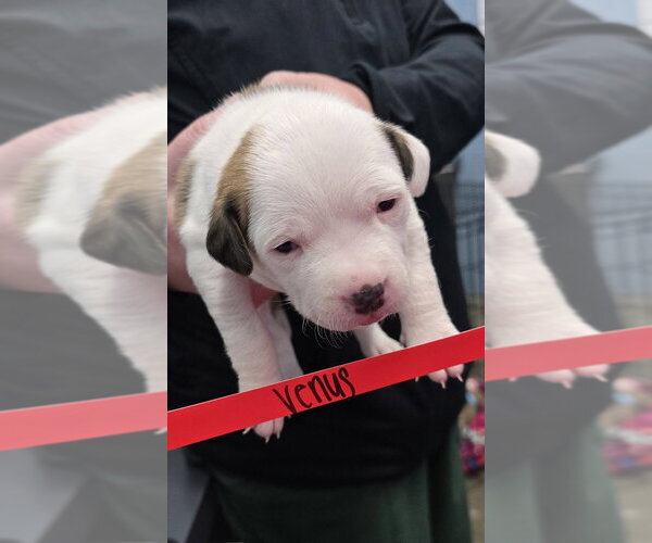 Medium Photo #1 Mutt Puppy For Sale in Evansville, IN, USA