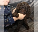 Small #19 Labradoodle