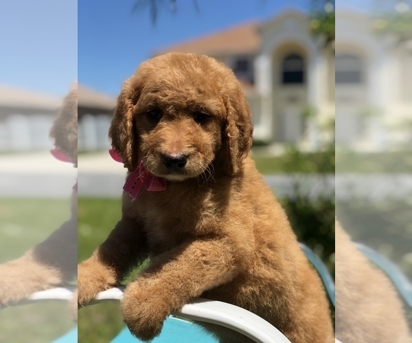 Medium Photo #5 Goldendoodle Puppy For Sale in KISSIMMEE, FL, USA