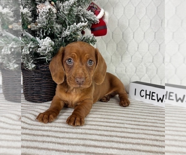 Medium Photo #3 Dachshund Puppy For Sale in GREENFIELD, IN, USA