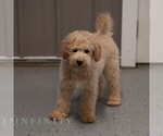 Small #3 Poochon