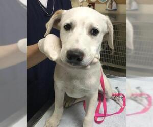 Labrador Retriever-Unknown Mix Dogs for adoption in Riverside, CA, USA