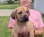 Small #5 Boerboel