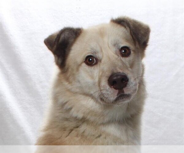 Medium Photo #2 Huskies -Unknown Mix Puppy For Sale in Burbank, CA, USA