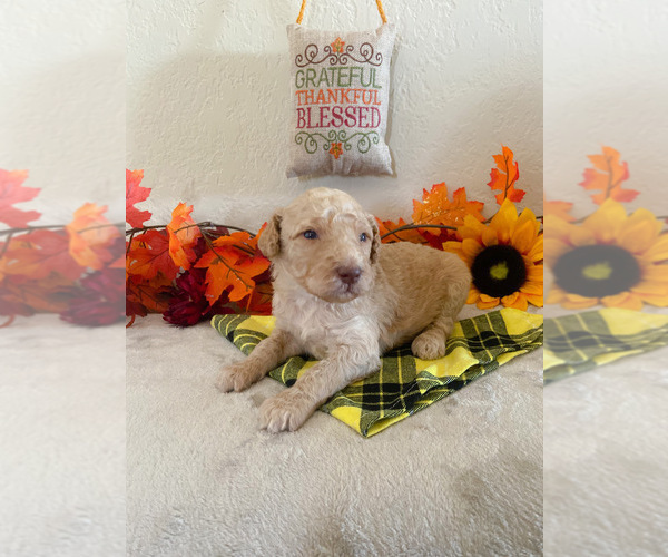 Medium Photo #4 Poodle (Standard) Puppy For Sale in LITTLEROCK, CA, USA