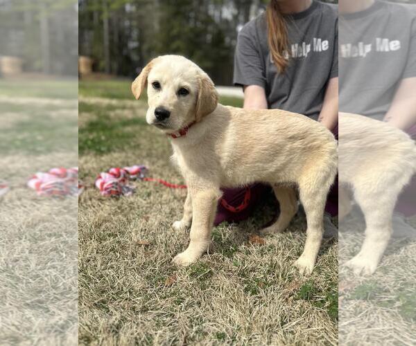 Medium Photo #2 Great Pyrenees-Unknown Mix Puppy For Sale in Yardley, PA, USA