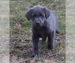 Small Photo #2 Labrador Retriever Puppy For Sale in HANNIBAL, MO, USA