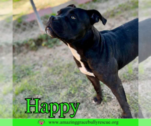 Happy - Female American Pit Bull Terrier-Unknown Mix Dog for Adoption - Photo #6