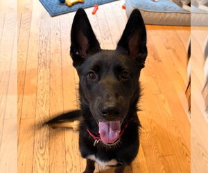 Fae - Female German Shepherd Dog-Unknown Mix Dog for Adoption - Photo #2