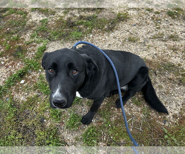 Medium Photo #6 Labrador Retriever-Unknown Mix Puppy For Sale in San Diego, CA, USA