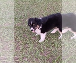 Small Photo #5 Australian Shepherd Puppy For Sale in ANTHONY, FL, USA
