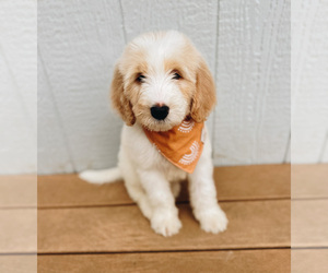 Goldendoodle Puppy for sale in OMAHA, NE, USA