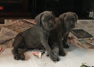 Cane Corso Puppy for sale in LONG BRANCH, NJ, USA