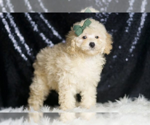 Medium Photo #3 Poodle (Toy) Puppy For Sale in WARSAW, IN, USA