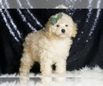 Small #2 Poodle (Toy)