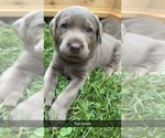 Small #4 Labrador Retriever