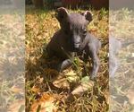 Small Photo #17 Xoloitzcuintli (Mexican Hairless) Puppy For Sale in BOX CANYON, CA, USA