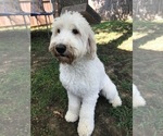 Small Photo #8 Goldendoodle Puppy For Sale in MANSFIELD, TX, USA