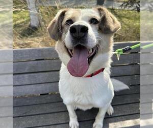 Huskies -Unknown Mix Dogs for adoption in Anchorage, AK, USA