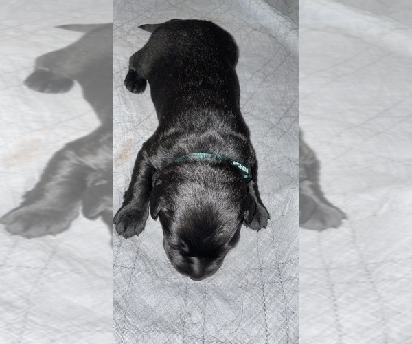 Medium Photo #5 Labrador Retriever Puppy For Sale in CORAL SPRINGS, FL, USA