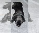 Small Photo #5 Labrador Retriever Puppy For Sale in CORAL SPRINGS, FL, USA