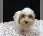 Jacky - Female Shih-Poo Puppy for Sale - Photo #2