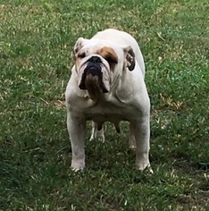 Bulldog Puppy for sale in DEMOPOLIS, AL, USA