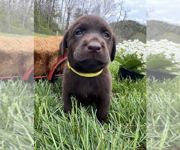 Medium Photo #8 Labrador Retriever Puppy For Sale in NEOLA, WV, USA