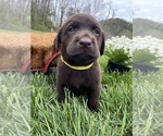 Small Photo #8 Labrador Retriever Puppy For Sale in NEOLA, WV, USA