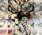 Small Photo #2 Shih Tzu Puppy For Sale in LEBANON, OR, USA