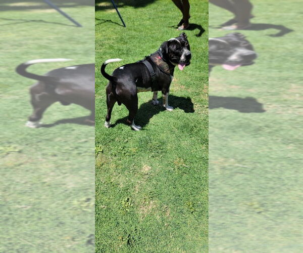 Medium Photo #10 American Bulldog-Unknown Mix Puppy For Sale in Chandler, AZ, USA