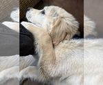 Small #5 English Cream Golden Retriever