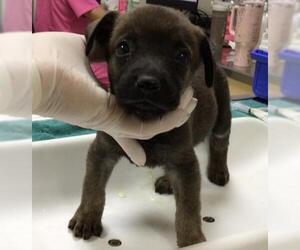 German Shepherd Dog-Unknown Mix Dogs for adoption in Riverside, CA, USA