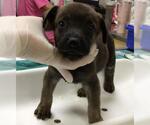 Small German Shepherd Dog Mix