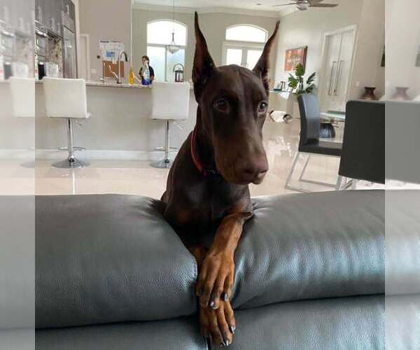 Medium Photo #77 Doberman Pinscher Puppy For Sale in FORT LAUDERDALE, FL, USA