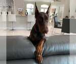 Small Photo #77 Doberman Pinscher Puppy For Sale in FORT LAUDERDALE, FL, USA
