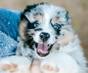 Miniature Australian Shepherd Puppy for sale in KLEIN, TX, USA
