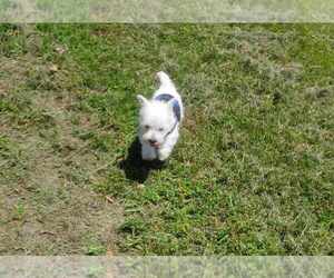 West Highland White Terrier Puppy for Sale in MOUNTAINBURG, Arkansas USA