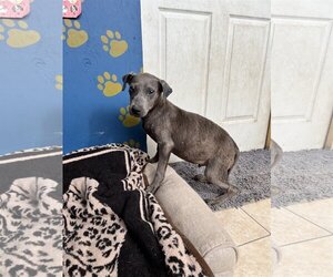 Labrador Retriever-Retriever  Mix Dogs for adoption in Tracy City, TN, USA