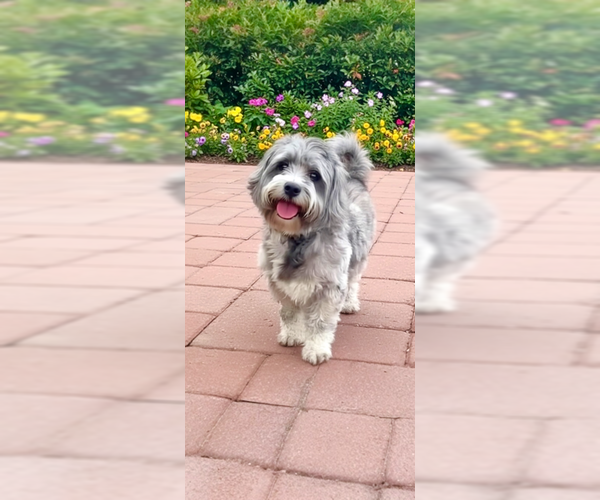 Medium Photo #5 Petit Basset Griffon Vendeen Puppy For Sale in Weston, FL, USA