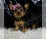 Puppy Echo ACA Yorkshire Terrier